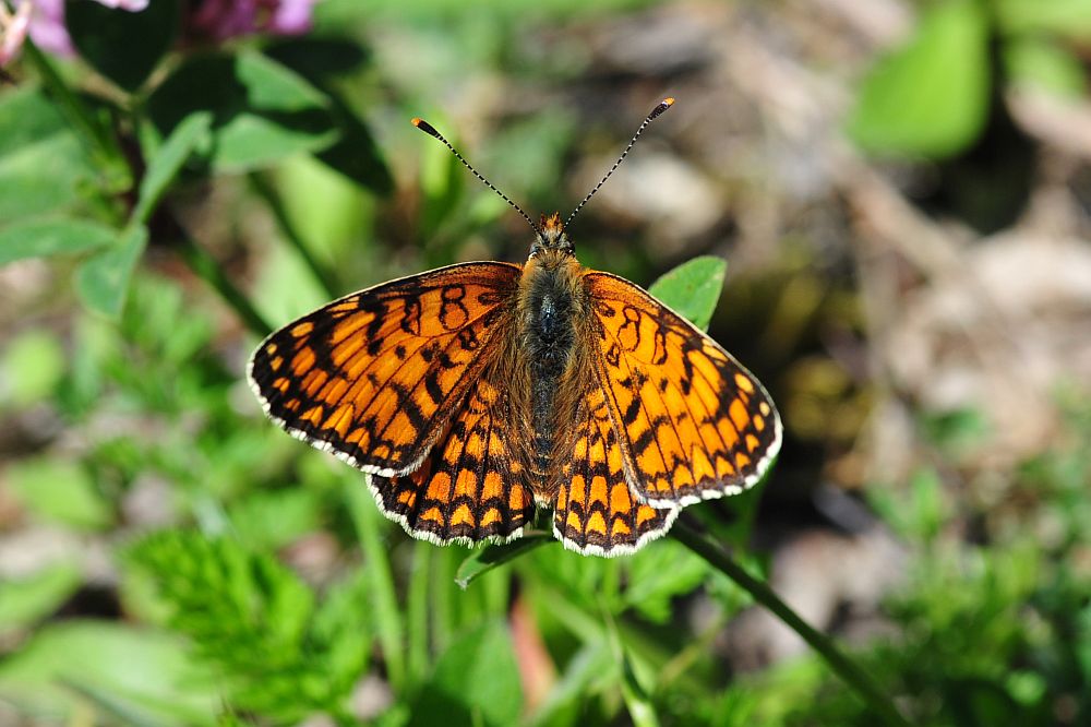 Melitaea ...?